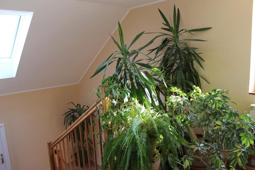 Bajor Panzio Bed and Breakfast Κεσκεμέτ Εξωτερικό φωτογραφία